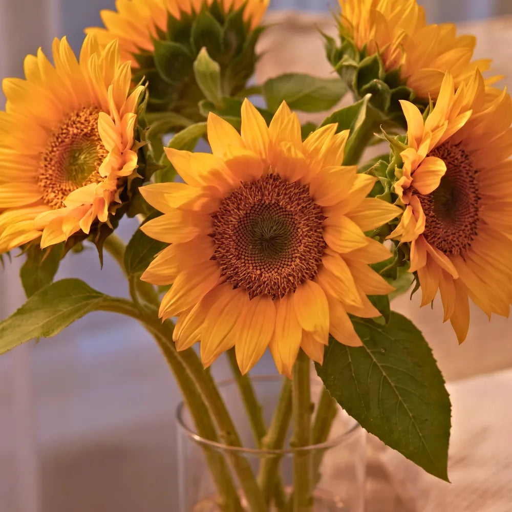 A bouquet of fresh yellow sunflowers with green leaves and stems, arranged in a clear glass vase.
